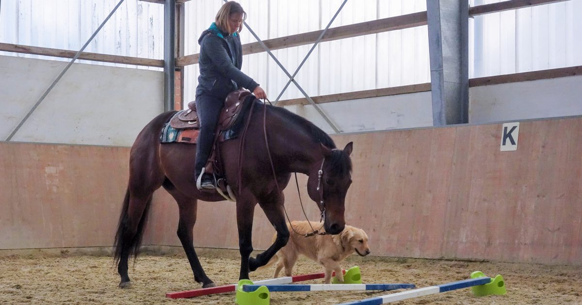 Horse and Dog Trail WESTERNREITER ONLINE