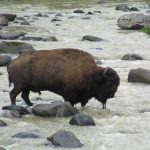 A8_Ein einsamer Besucher im Tal(1)